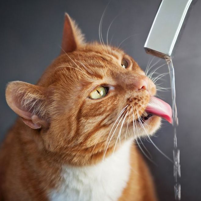 Simple ways to let cats to drink more water