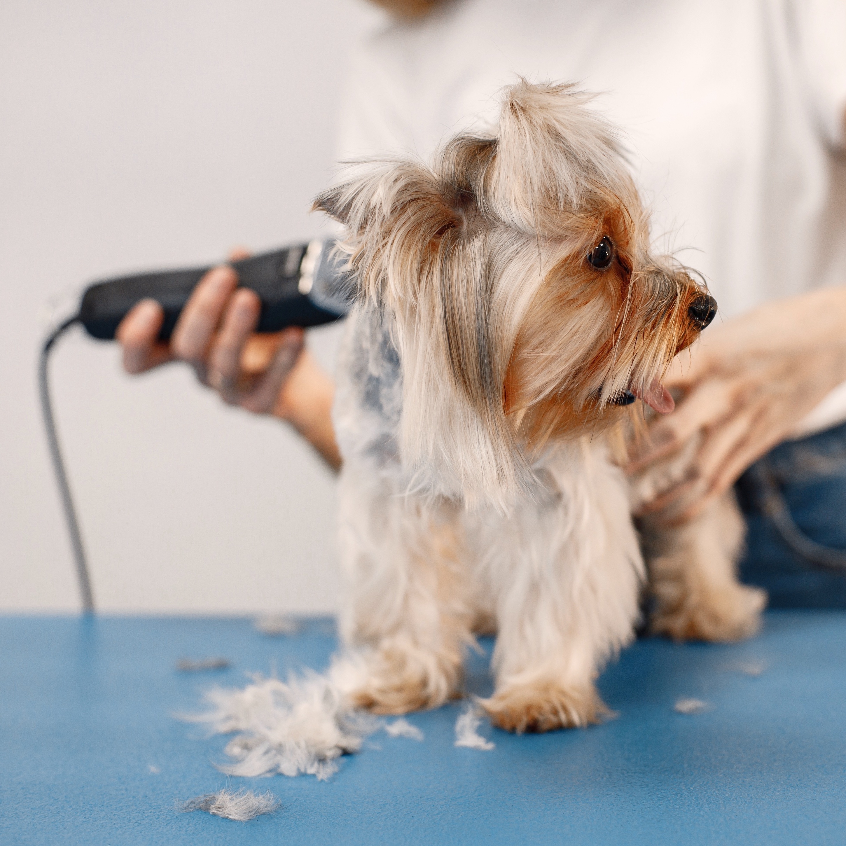 Should dogs be shaved in summer?